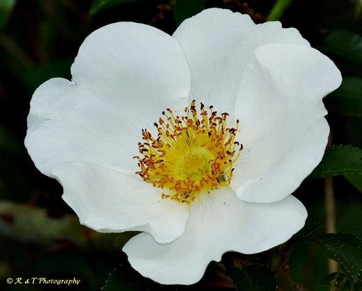 {Rosa laevigata}